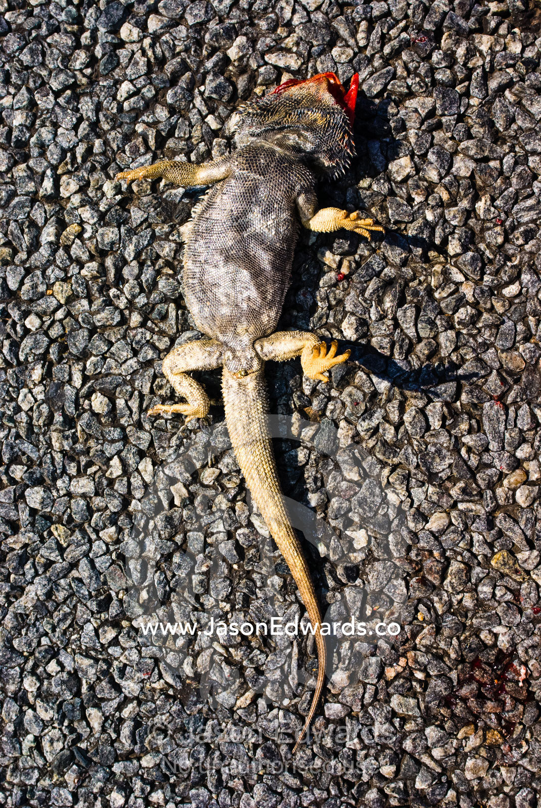 A dead Central Bearded Dragon spread-eagle on a desert highway. near Anabranch, New South Wales, Australia.