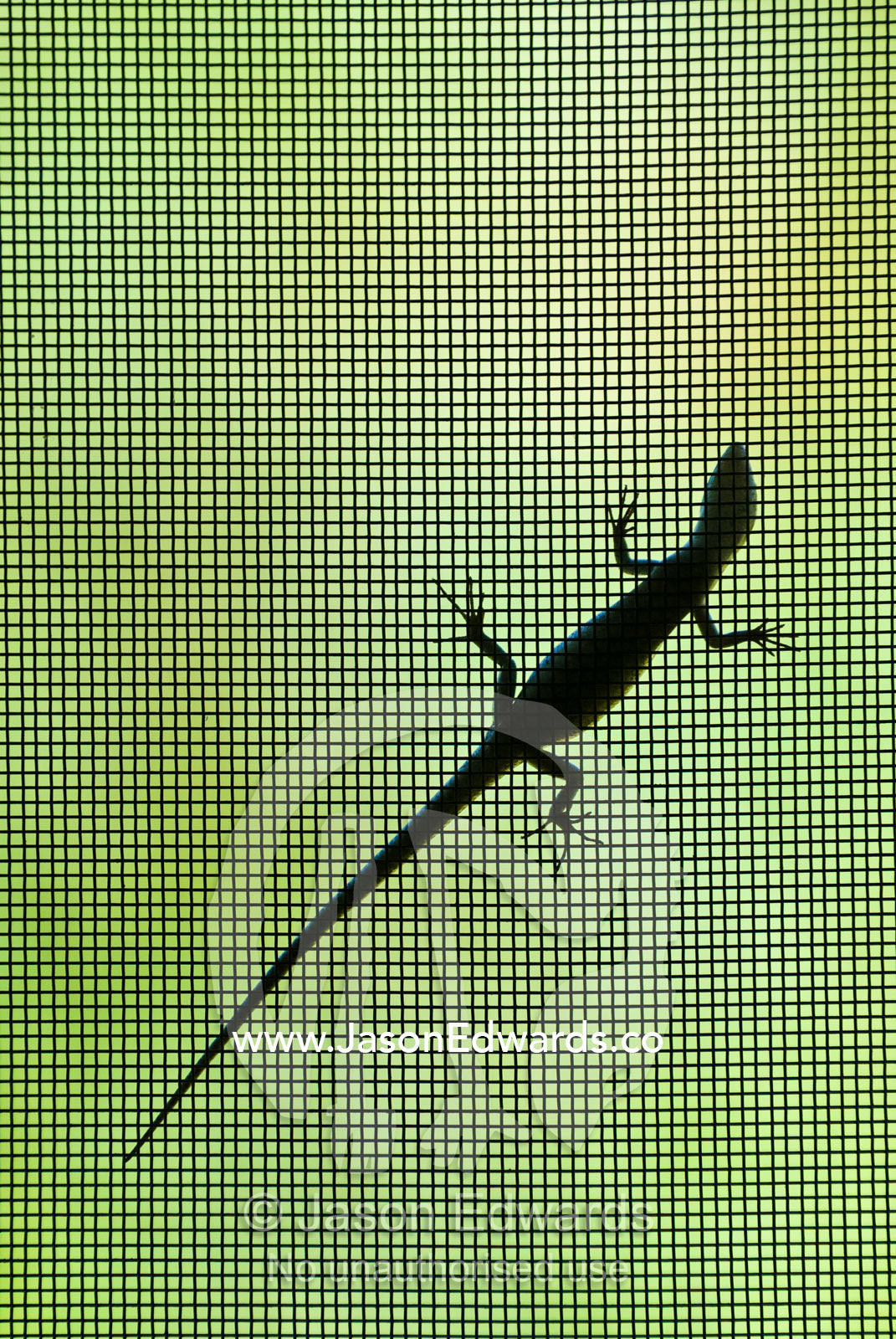 A desert skink climbs up the fly wire screen of a ranger station door. Sturt National Park, New South Wales, Australia.