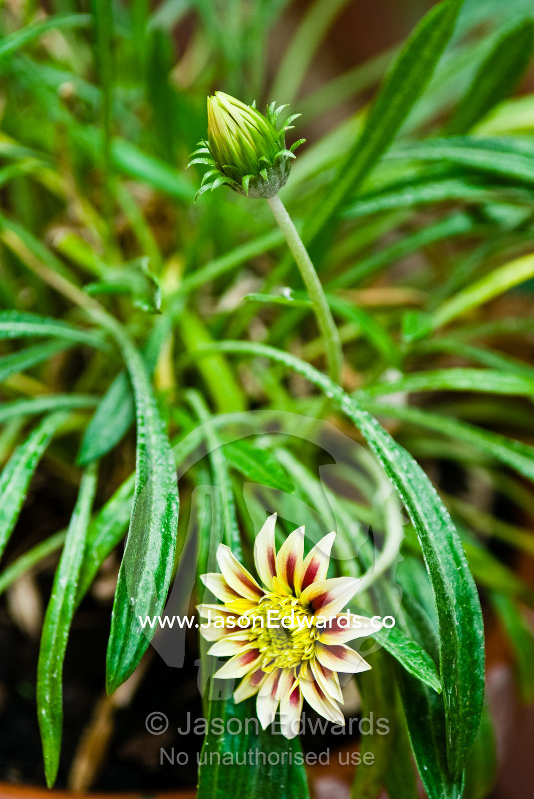 Yellow and red Gazania flower petals budding in a garden pot. North Carlton, Victoria, Australia.