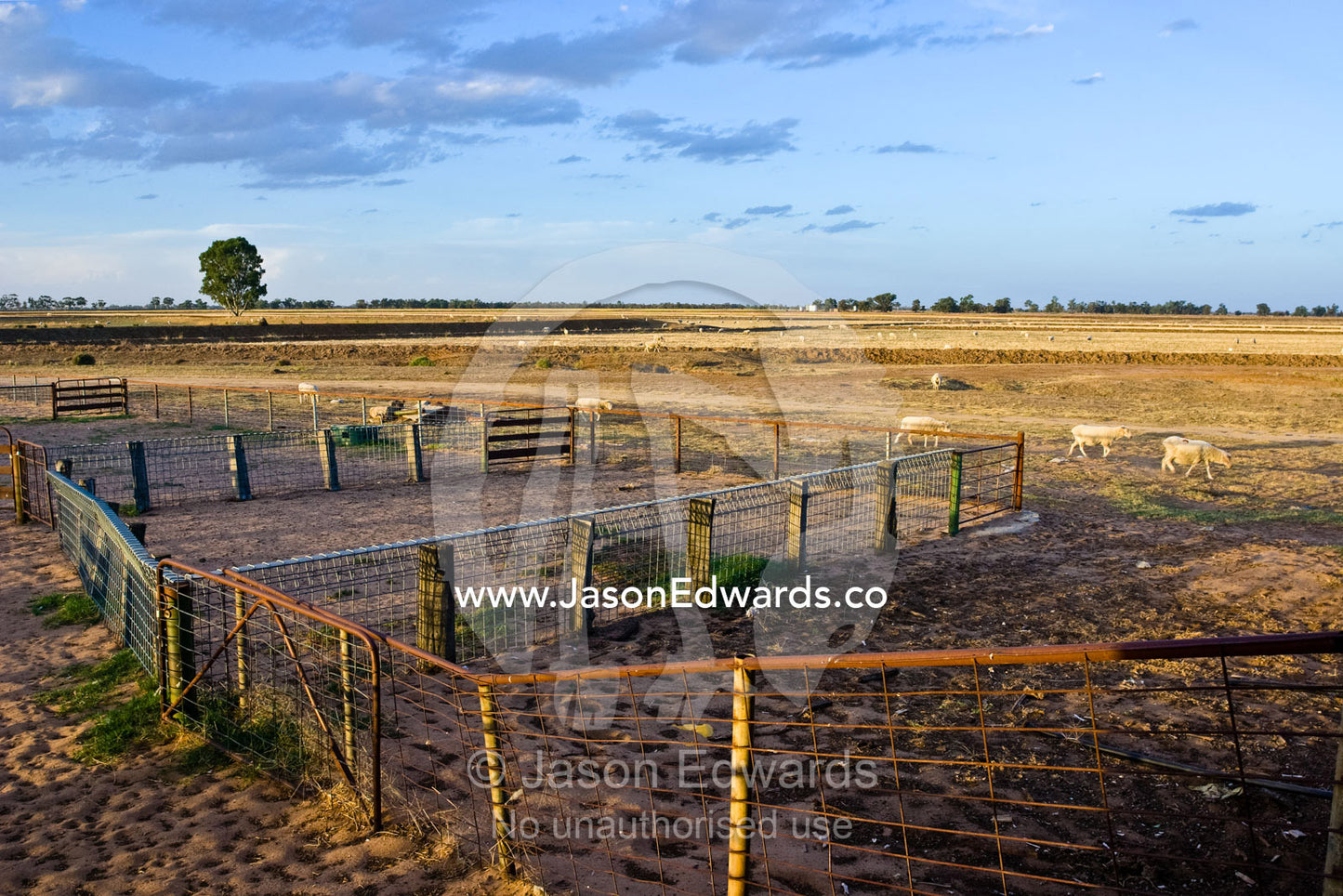 Withered sheep move past sheering yards on a drought-stricken farm. Mundiwa Station, Deniliquin, New South Wales, Australia.