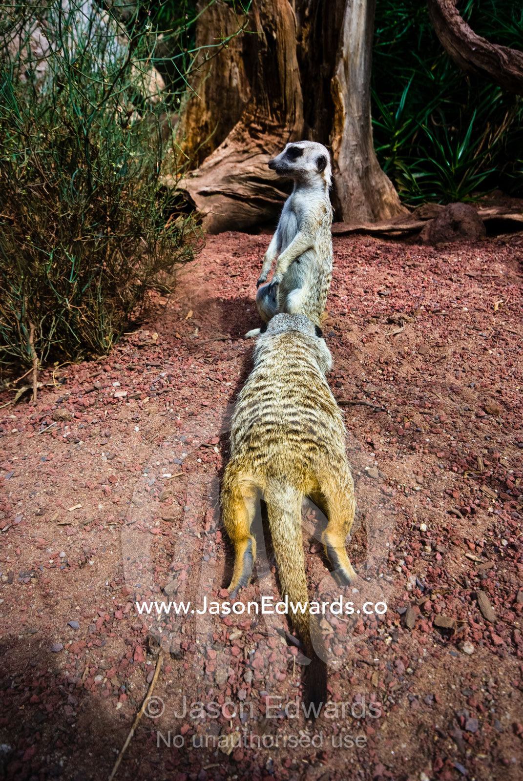 Slender-tailed Meerkats basking and relaxing in the warm summer sun. Melbourne Zoo, Parkeville, Victoria, Australia.