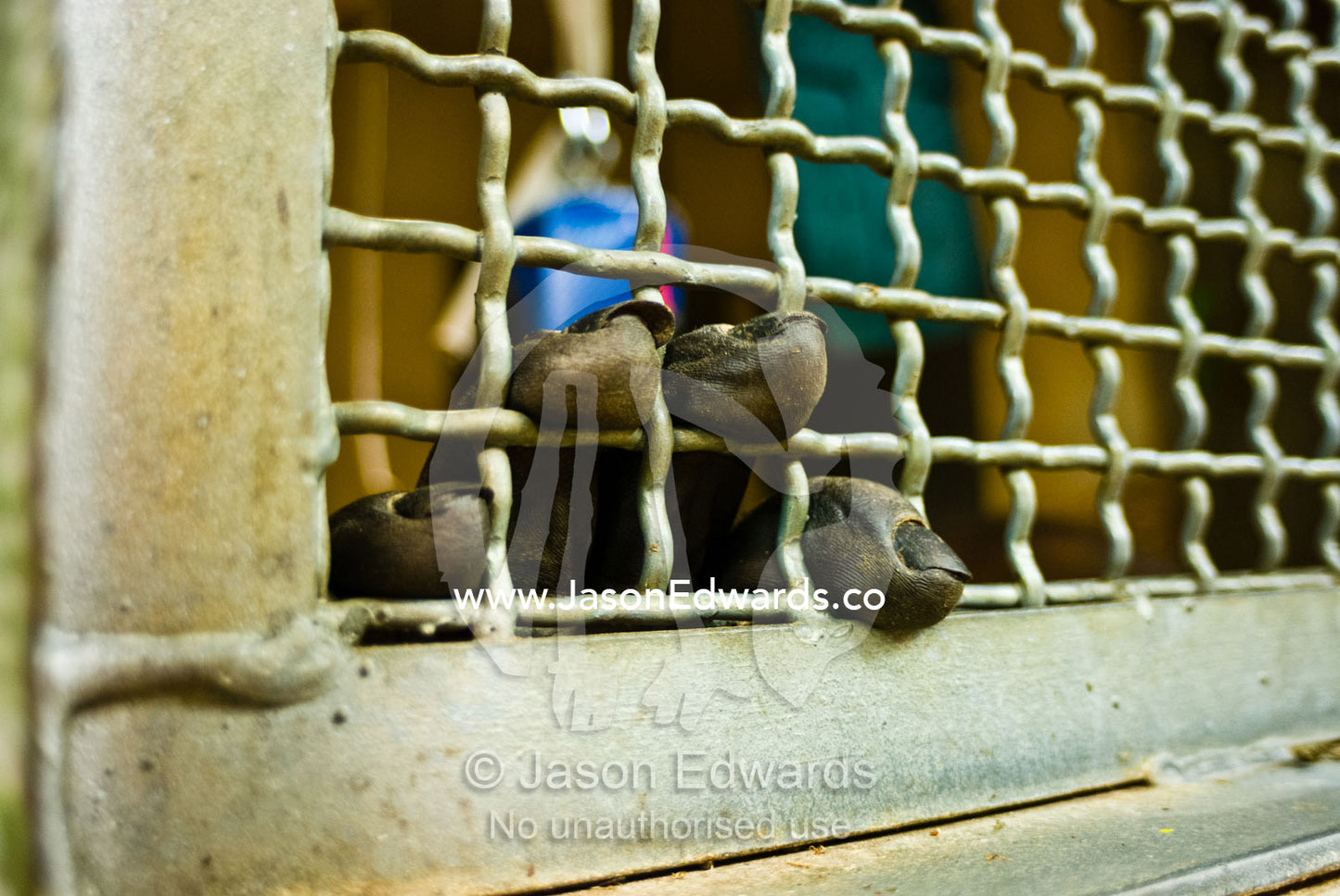 The fingers of a Western Lowland Gorilla poking through cage wire. Melbourne Zoo, Victoria, Australia.