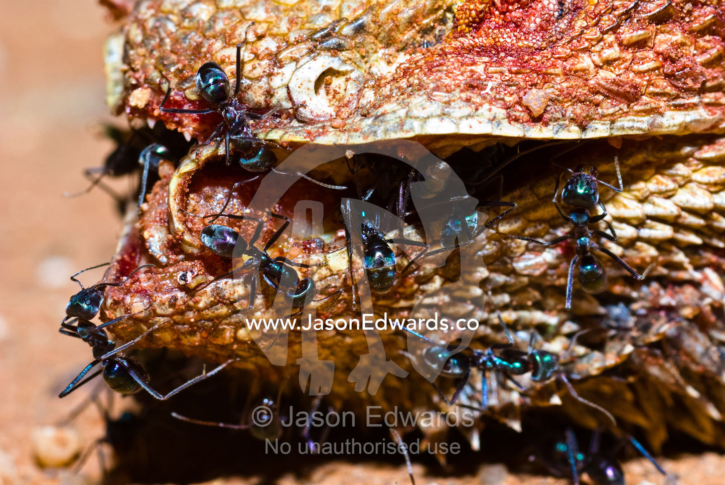 Meat Ants feast on the mouth and jaws of a dead Bearded Dragon. Milparinka, New South Wales, Australia.