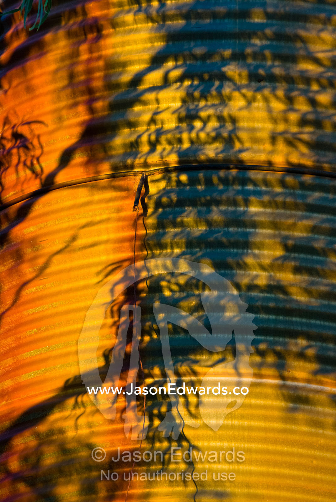 The leaves of a eucalyptus tree cast shadows on a rusty water tank. Mount Wood Station, Sturt National Park, New South Wales, Australia.