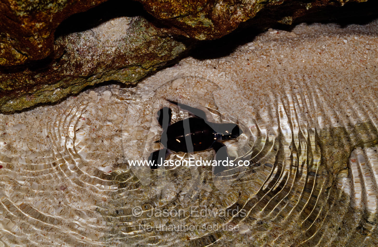 A tiny endangered green sea turtle hatchling swims to sea at night. East Diamond Island, Coral Sea Plateau, Coral Sea Island Territory, Australia.
