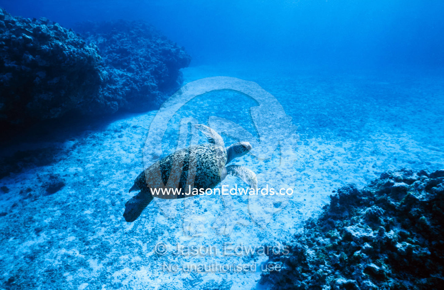 An endangered green sea turtle glides between tropical coral outcrops. Magdelaine Cay, Coringa-Herald National Nature Reserve, Coral Sea Plateau, Coral Sea Island Territory, Australia.