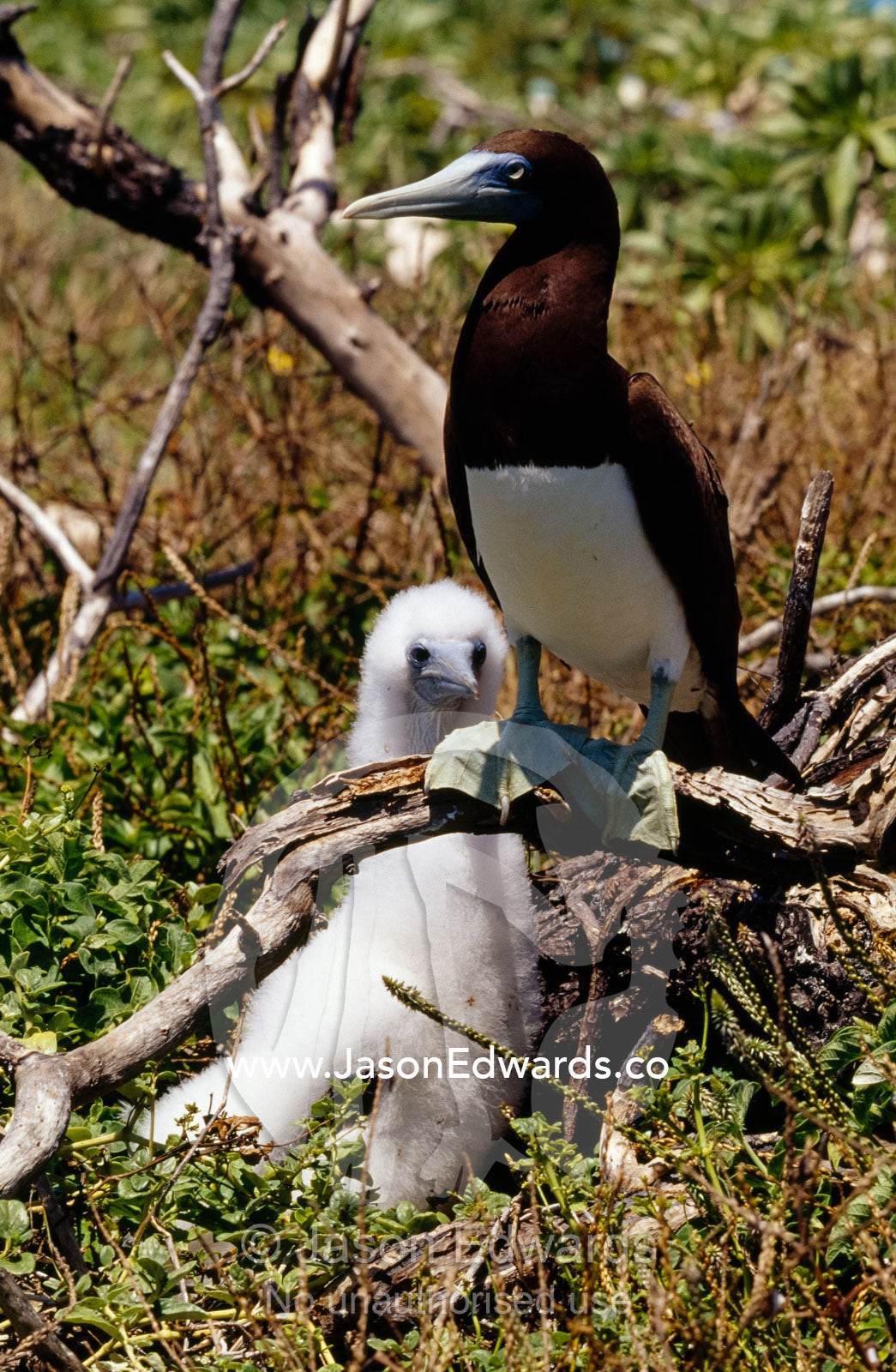 A brown booby stands watch over it's enormous snowy white chick. Coringa-Herald National Nature Reserve, Coral Sea Plateau, East Diamond Island, Coral Sea Islands Territory, Australia.