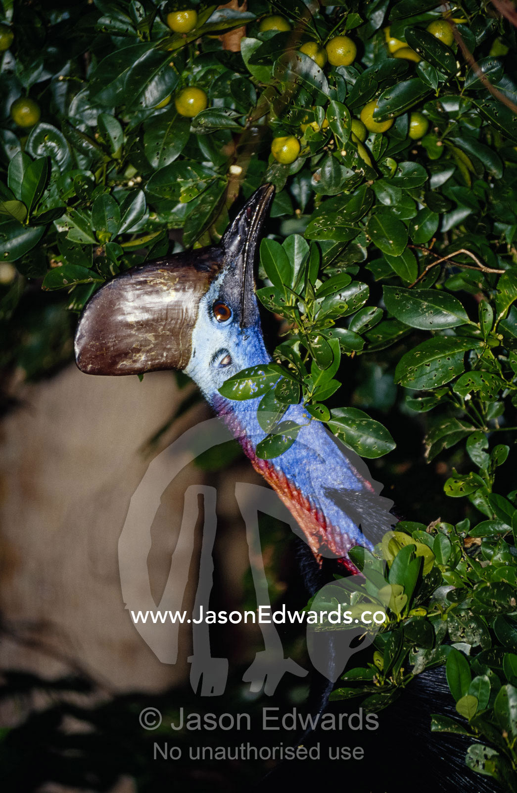 An endangered cassowary cranes its long colorful neck to reach fruit. Moresby Range National Park, Queensland, Australia.