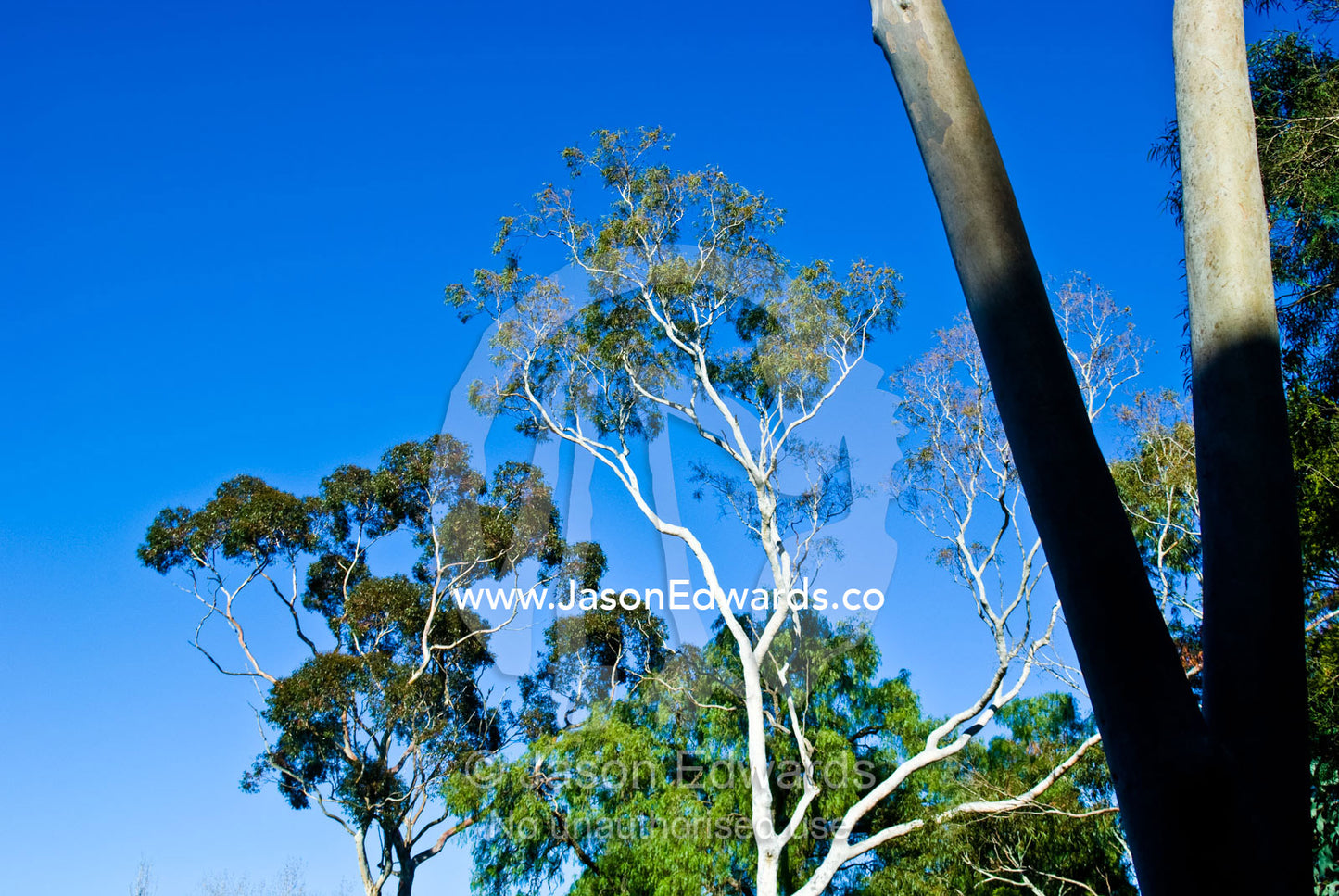 Morning sunlight turns the trunk of a Spotted Gum bright white. Collingwood, Victoria, Australia