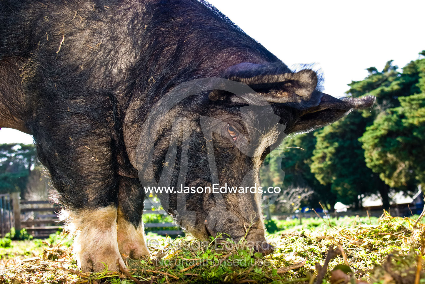 The Berkshire Pig is a rare nineteenth century breed of British origin Collingwood Childrens Farm, Collingwood, Victoria, Australia