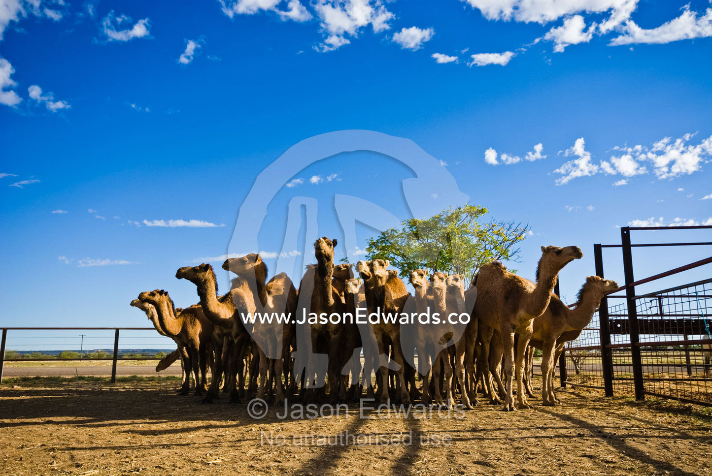 A mob of wild caught camels crowd together in a pen awaiting auction. Hughenden, Queensland, Australia.