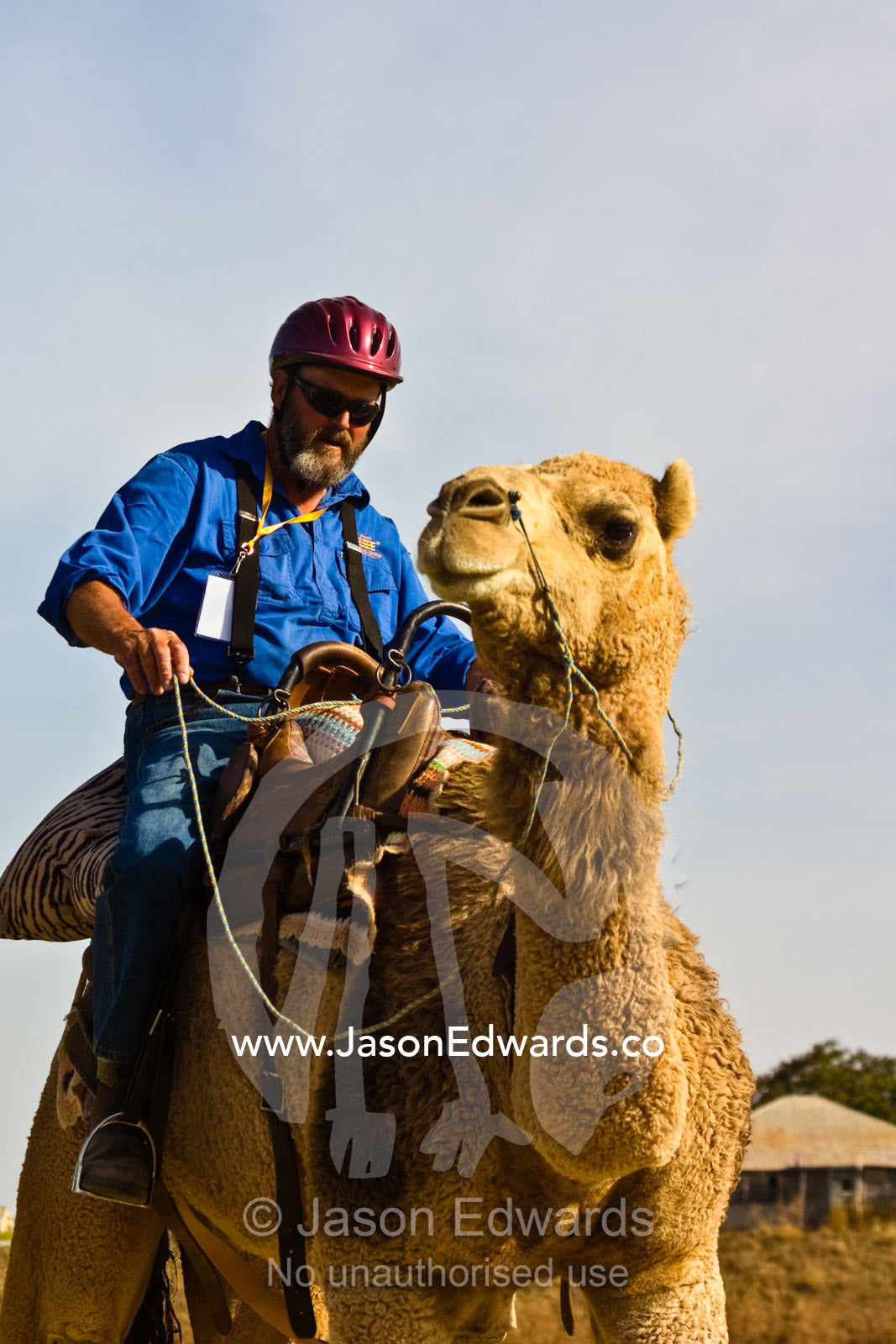A jockey races a camel in the Australian Outback on an endurance race. Hughenden, Queensland, Australia.