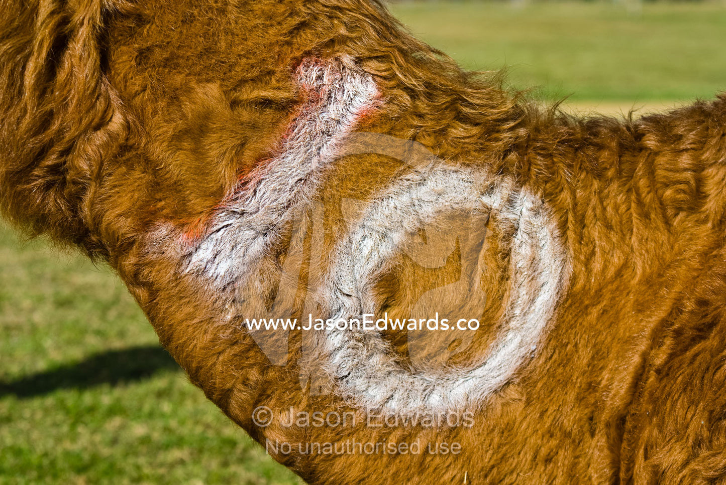 A competitor number painted on the neck fur of a racing camel. Hughenden, Queensland, Australia.