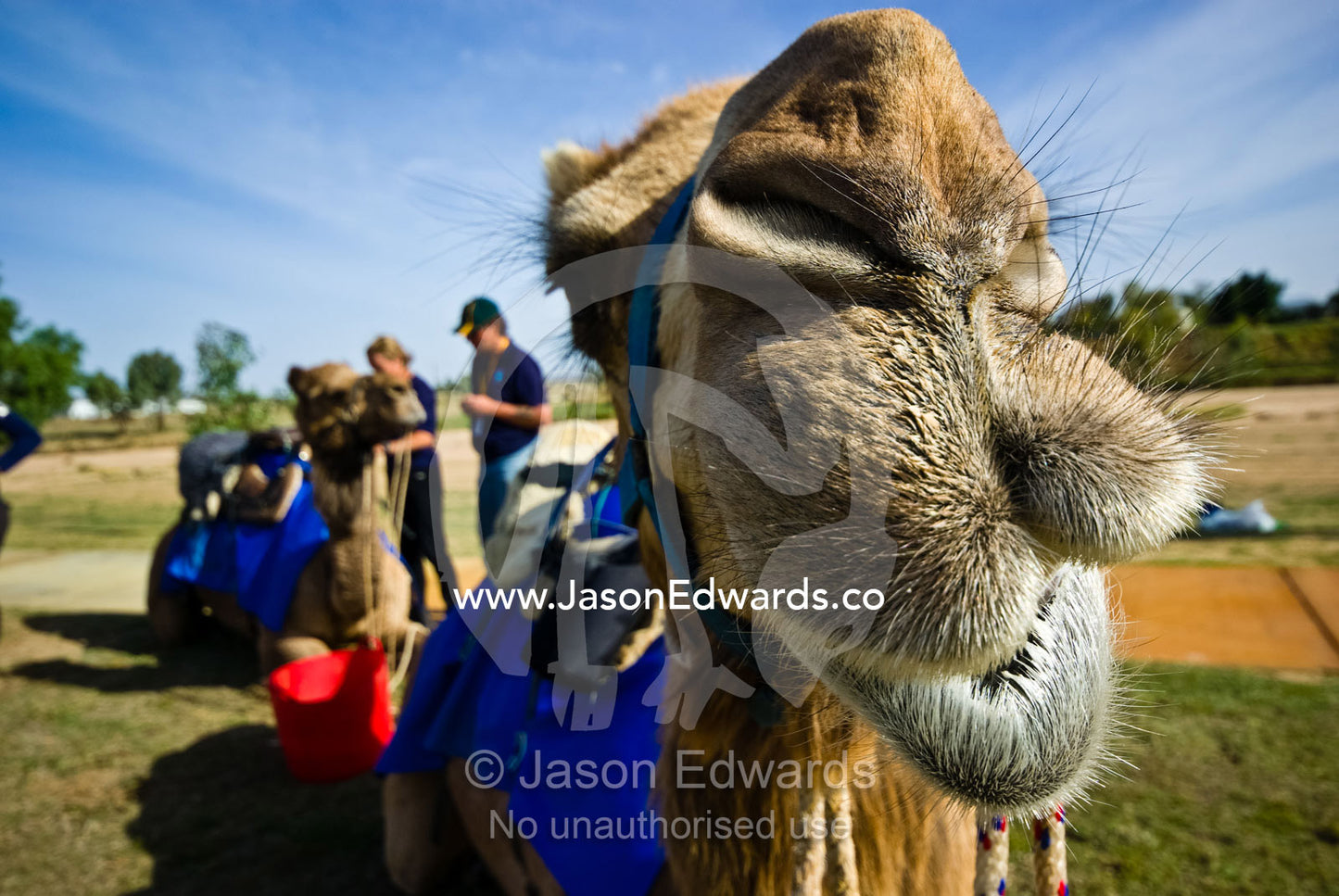 A camels huge hairy lips give a quirky smile after an endurance race. Hughenden, Queensland, Australia.