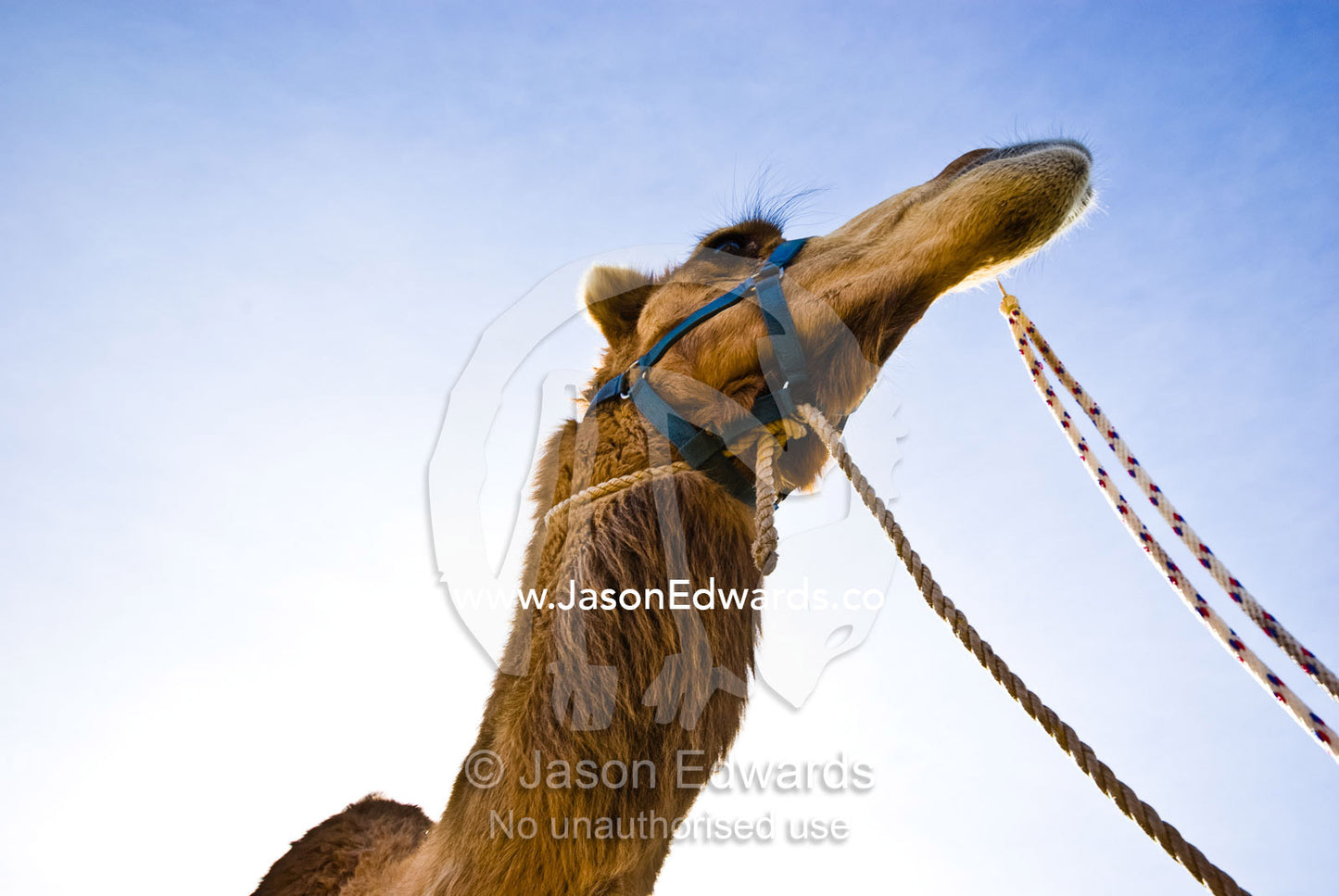 Tethers and reins hang from the bridle of a racing Dromedary Camel. Hughenden, Queensland, Australia.