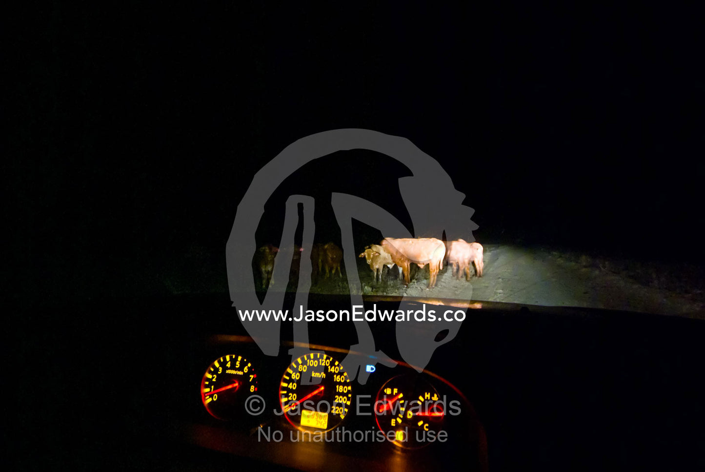 Cattle grazing along remote Outback roads pose great danger to cars. Kennedy Developmental Road, near Hughenden, Queensland, Australia