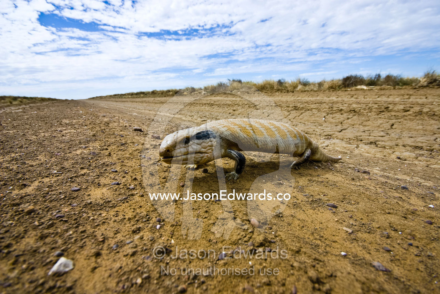 A Centralian Bluetongue Lizard crossing a dirt track in the Outback. Hughenden Muttaburra Road, Queensland, Australia