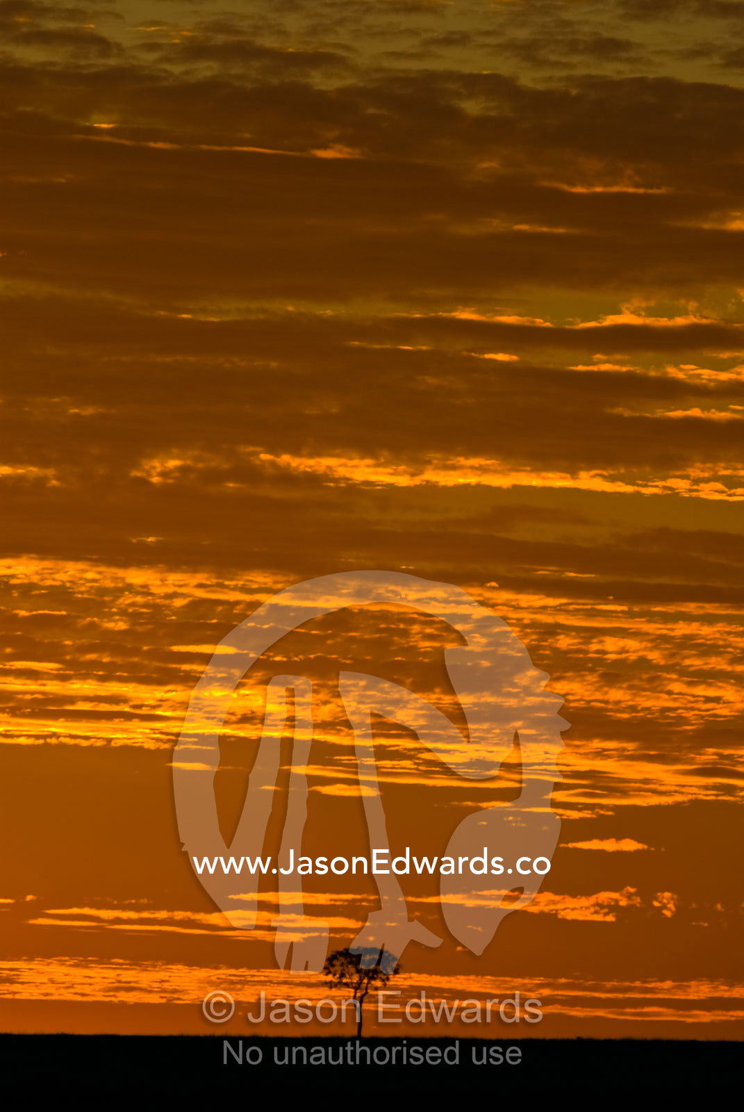 A lone tree rises from a barren plain on a cattle station at sunset. Cramsie Muttaburra Road, Queensland, Australia