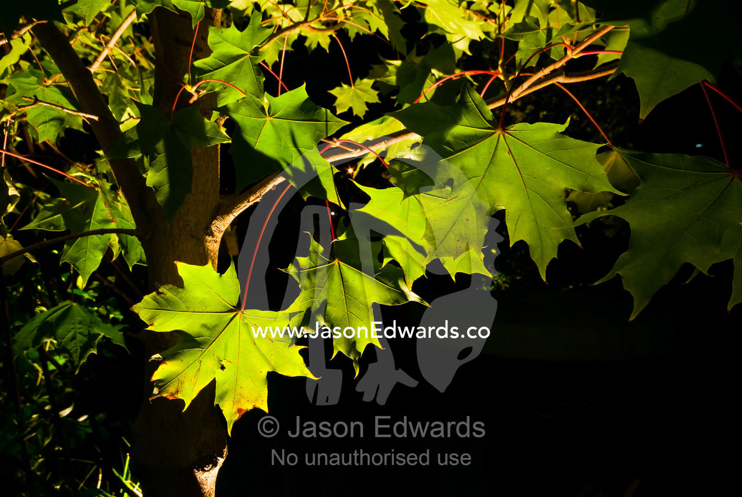 Ornamental lighting illuminates leaves in the canopy of a Red Maple. Melbourne International Flower and Garden Show 2009, Carlton Gardens, Melbourne, Victoria, Australia