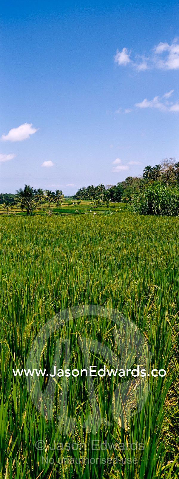 Rich green rice crops and palm trees line Ubud's flooded paddy fields. Ubud, Ubud District, Gianyar Regency, Bali, Indonesia