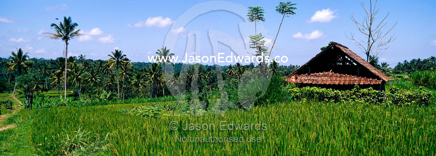 Rich green rice crops and palm trees line Ubud's flooded paddy fields. Ubud, Ubud District, Gianyar Regency, Bali, Indonesia