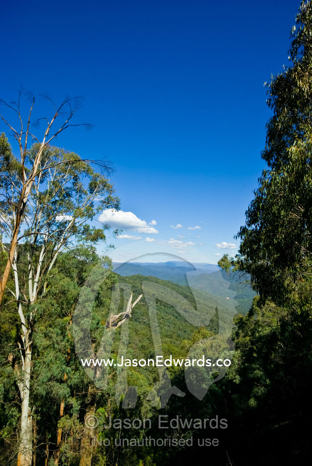 Mountains covered in dense Eucalyptus forests roll into the distance. Great Dividing Range, Eildon State Park, Victoria, Australia