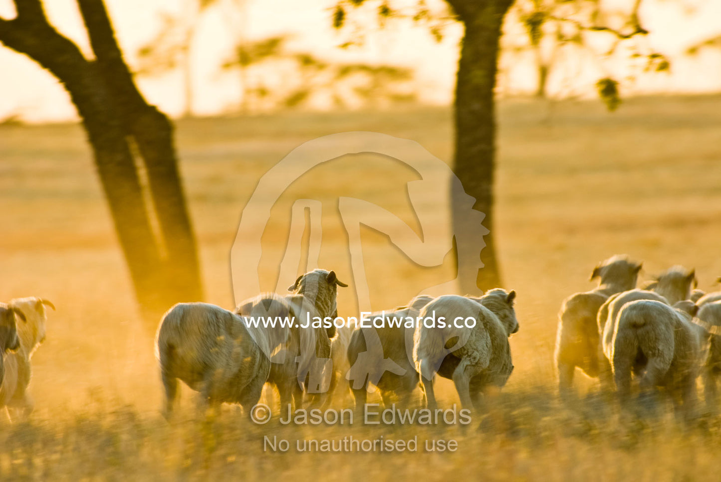 A flock of sheep stampede across dusty drought-stricken farm field. Cramsie Muttaburra Road, Queensland, Australia