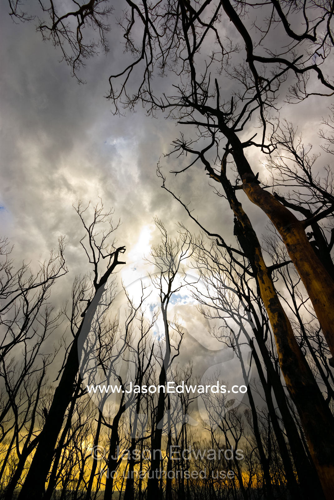 Skeletal branches of burnt eucalyptus branches against a stormy sky. Wallaby Creek Water Catchment Supply, Kinglake National Park, Victoria, Australia