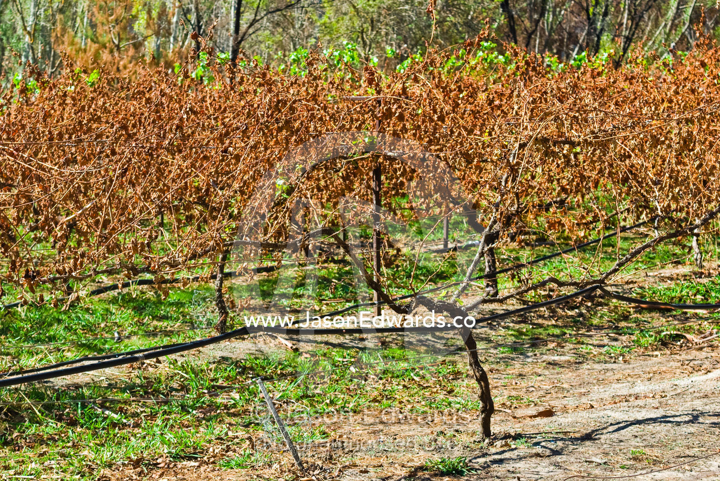 Dead leaves hang from grape vines destroyed by heat from a bushfire. Flowerdale, Victoria, Australia