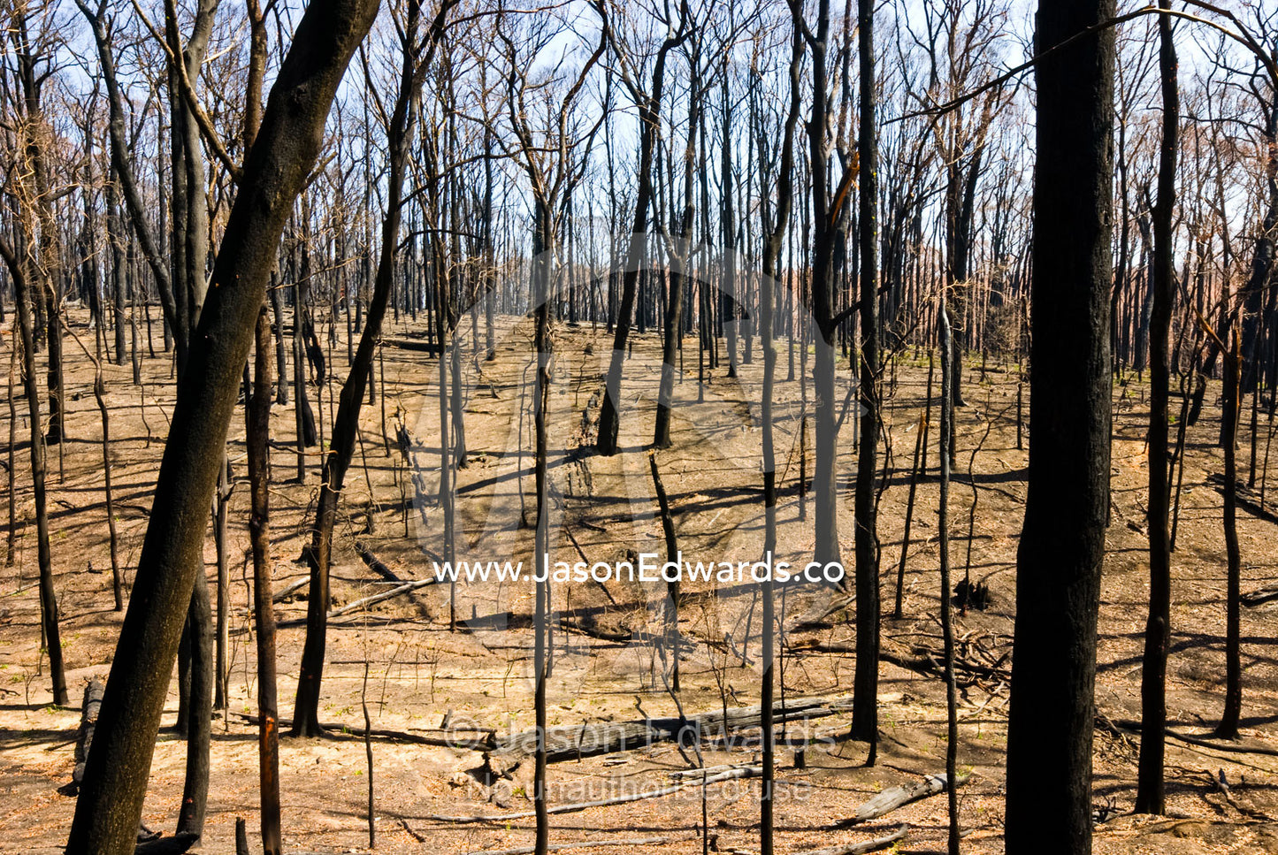 A devastated forest devoid of plants and wildlife after a fire storm. Wallaby Creek Water Catchment Supply, Kinglake National Park, Victoria, Australia