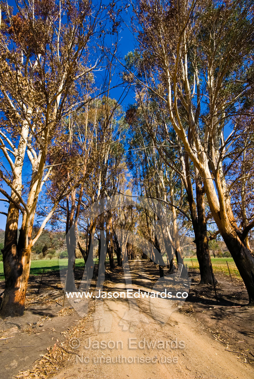 An avenue of eucalyptus trees along a farm driveway destroyed by fire. Flowerdale, Victoria, Australia