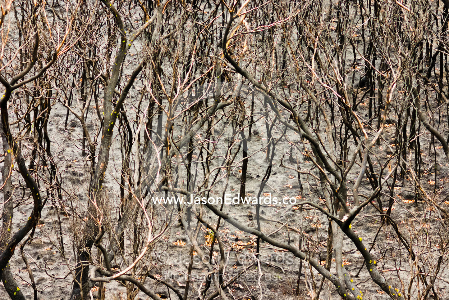 A Coastal Heath, Stringybark, and Casuarina Forest destroyed by fire. Wilsons Promontory National Park, Victoria, Australia