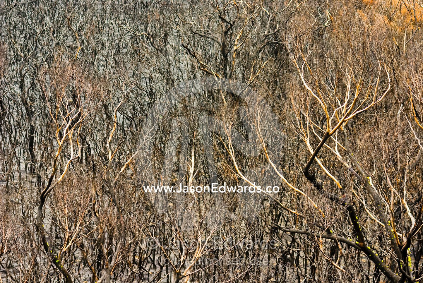 A Coastal Heath, Stringybark, and Casuarina Forest destroyed by fire. Wilsons Promontory National Park, Victoria, Australia