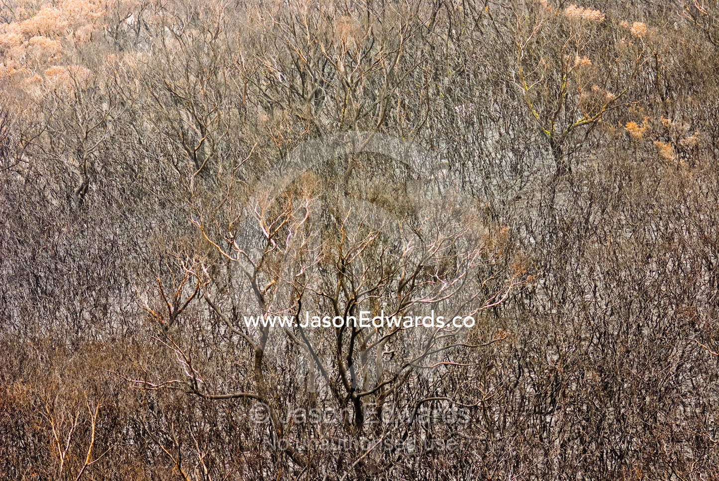A Coastal Heath, Stringybark, and Casuarina Forest destroyed by fire. Wilsons Promontory National Park, Victoria, Australia
