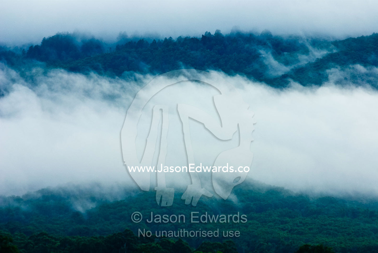 Dawn clouds descend over a Wet Schlerophyl forest and Mountain Ash. Yarra Ranges National Park, Victoria, Australia