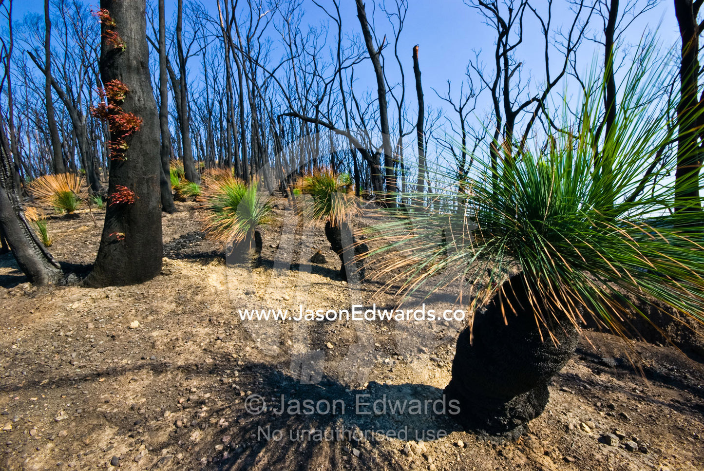 A stand of bright green Grass Trees rise from the fire ravaged forest. Kinglake National Park, Victoria, Australia