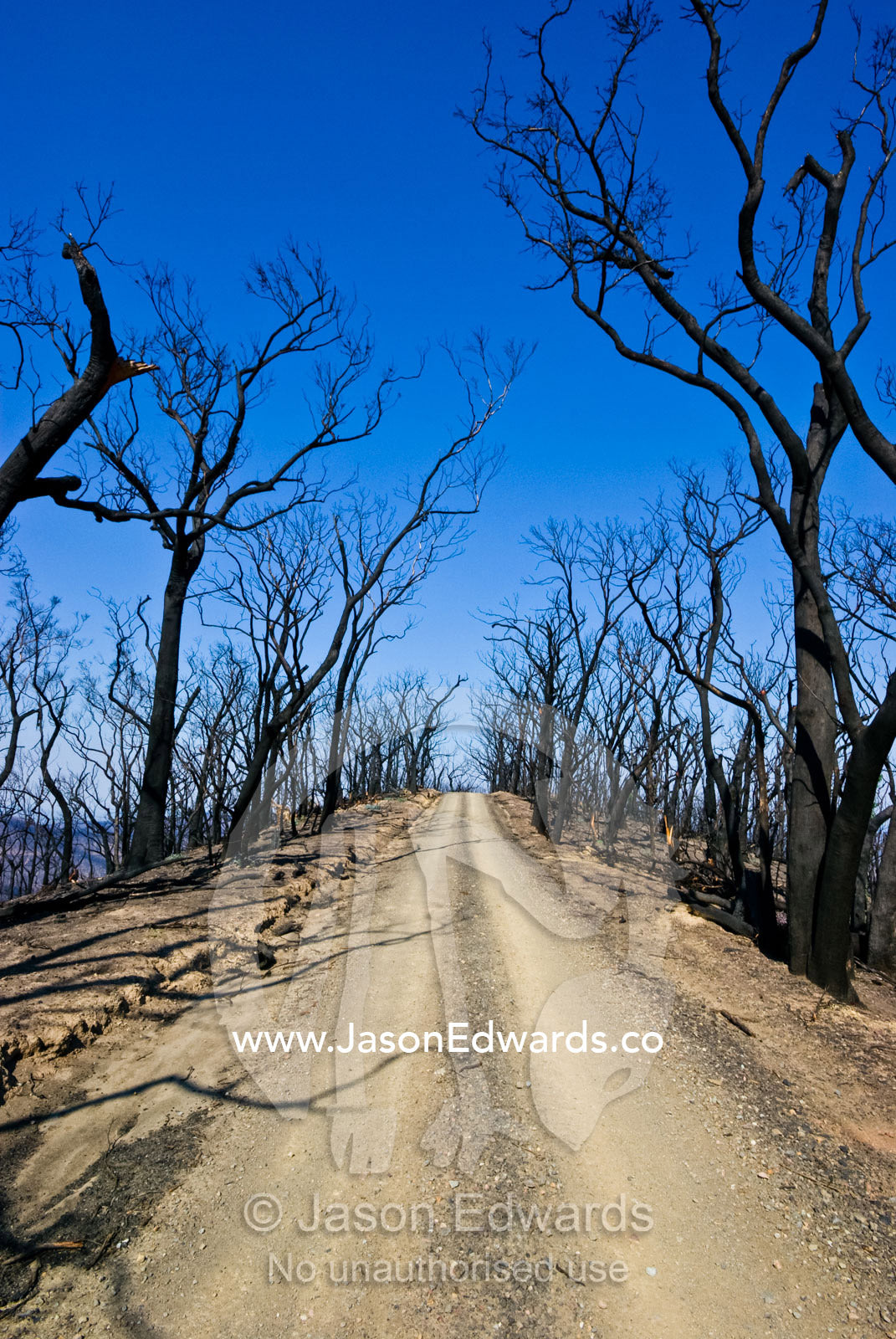 A dirt road runs along a mountain top amidst burnt schlerophyl forest. Bald Spur Road, Kinglake National Park, Victoria, Australia
