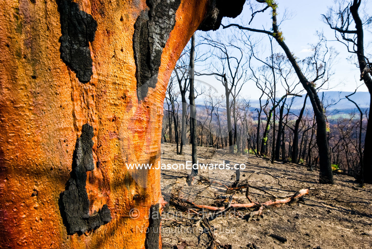 An orange tree trunk reflects sunlight where charred bark has peeled. Kinglake National Park, Victoria, Australia
