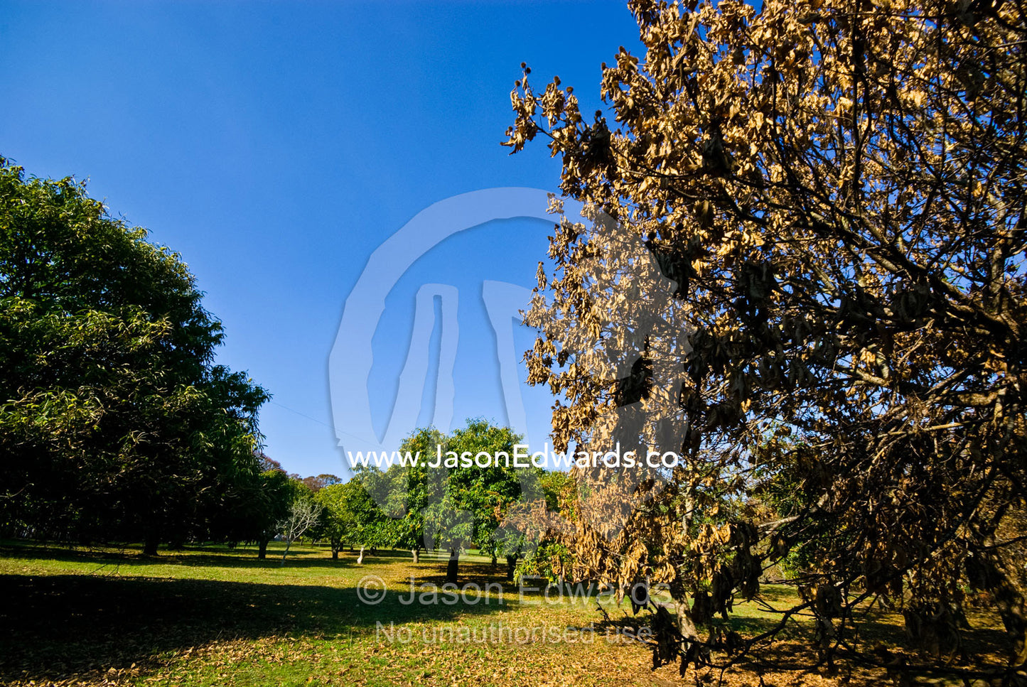 An orchard of Chestnuts partly destroyed by a nearby forest fire. Kinglake, Victoria, Australia