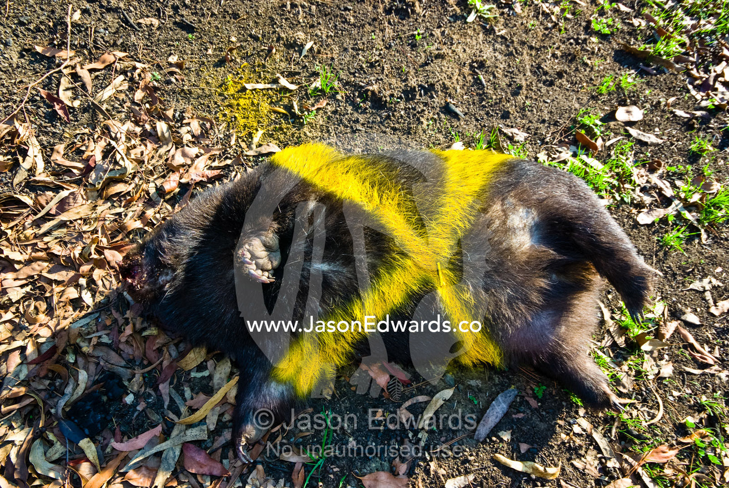 A dead Common Wombat is marked with paint for collection after a fire. Kinglake Central, Victoria, Australia