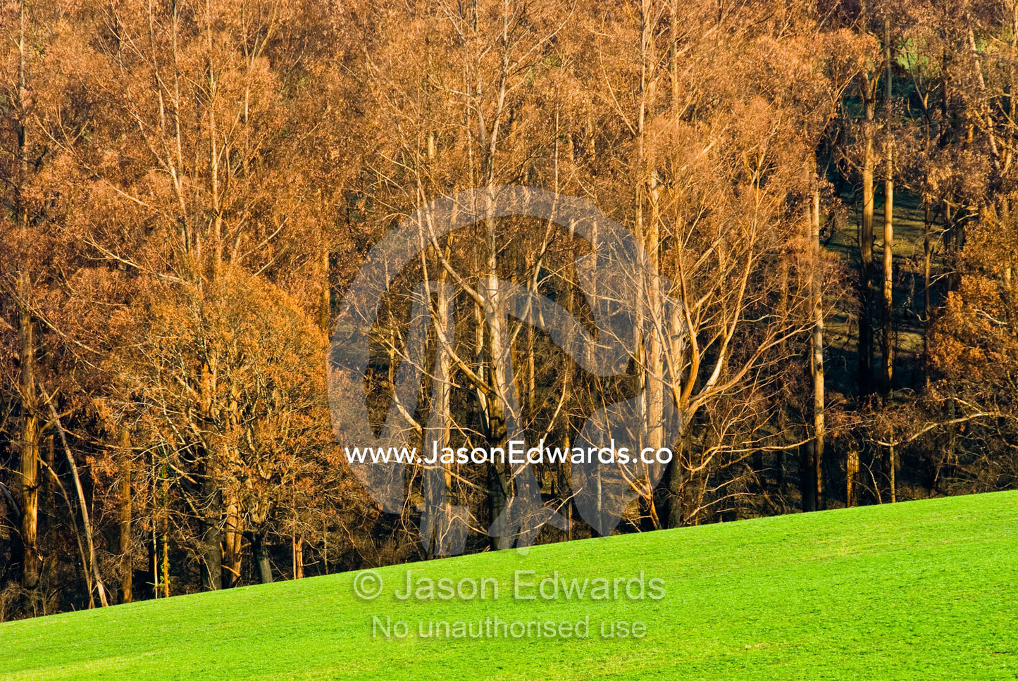 Fire decimated woodland contrasts with adjacent lush pasture fields. Kinglake Central, Victoria, Australia