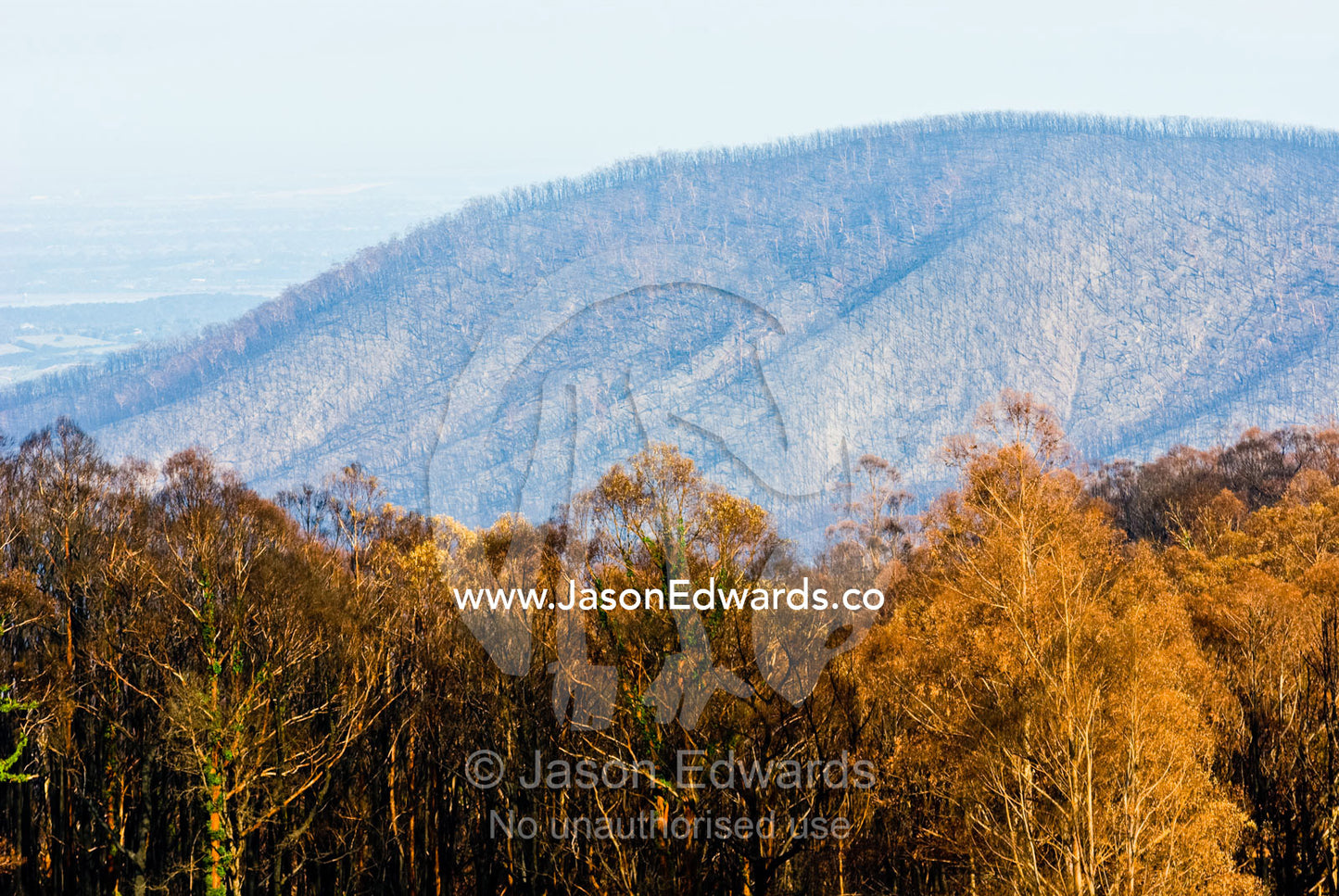 The view over a valley shows schlerophyl forests destroyed by fire. Kinglake Central, Victoria, Australia