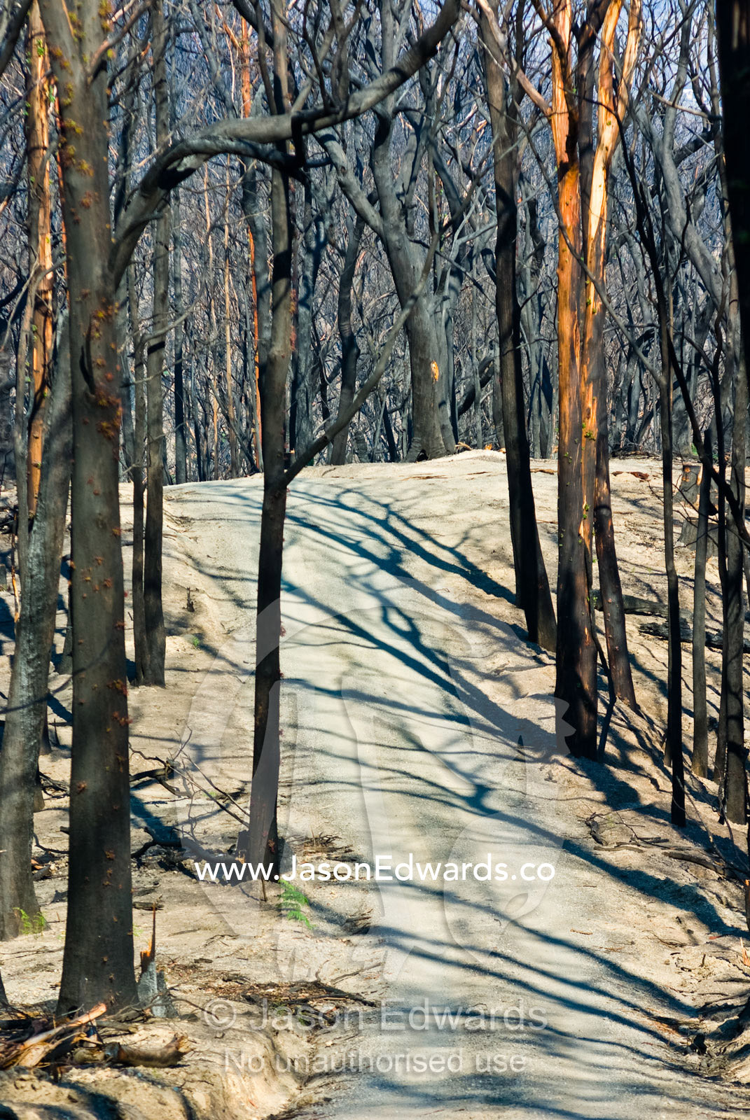 A dirt road runs along a mountain top amidst burnt schlerophyl forest. Bald Spur Road, Kinglake National Park, Victoria, Australia