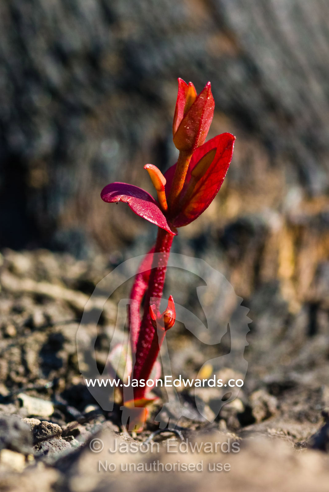 Red leaves sprout from eucalyptus lignotubers on a burnt tree trunk. Kinglake National Park, Victoria, Australia