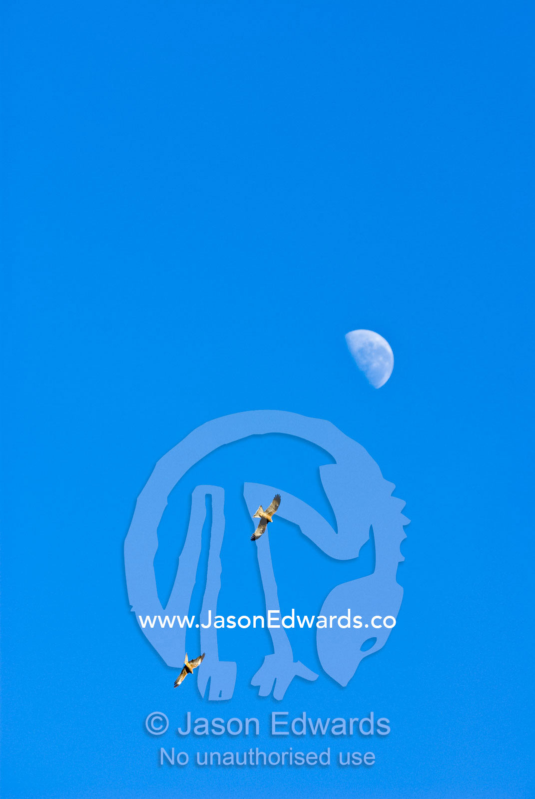 Black Kites soar on thermals in a clear blue sky beneath the moon. Hughenden, Queensland, Australia