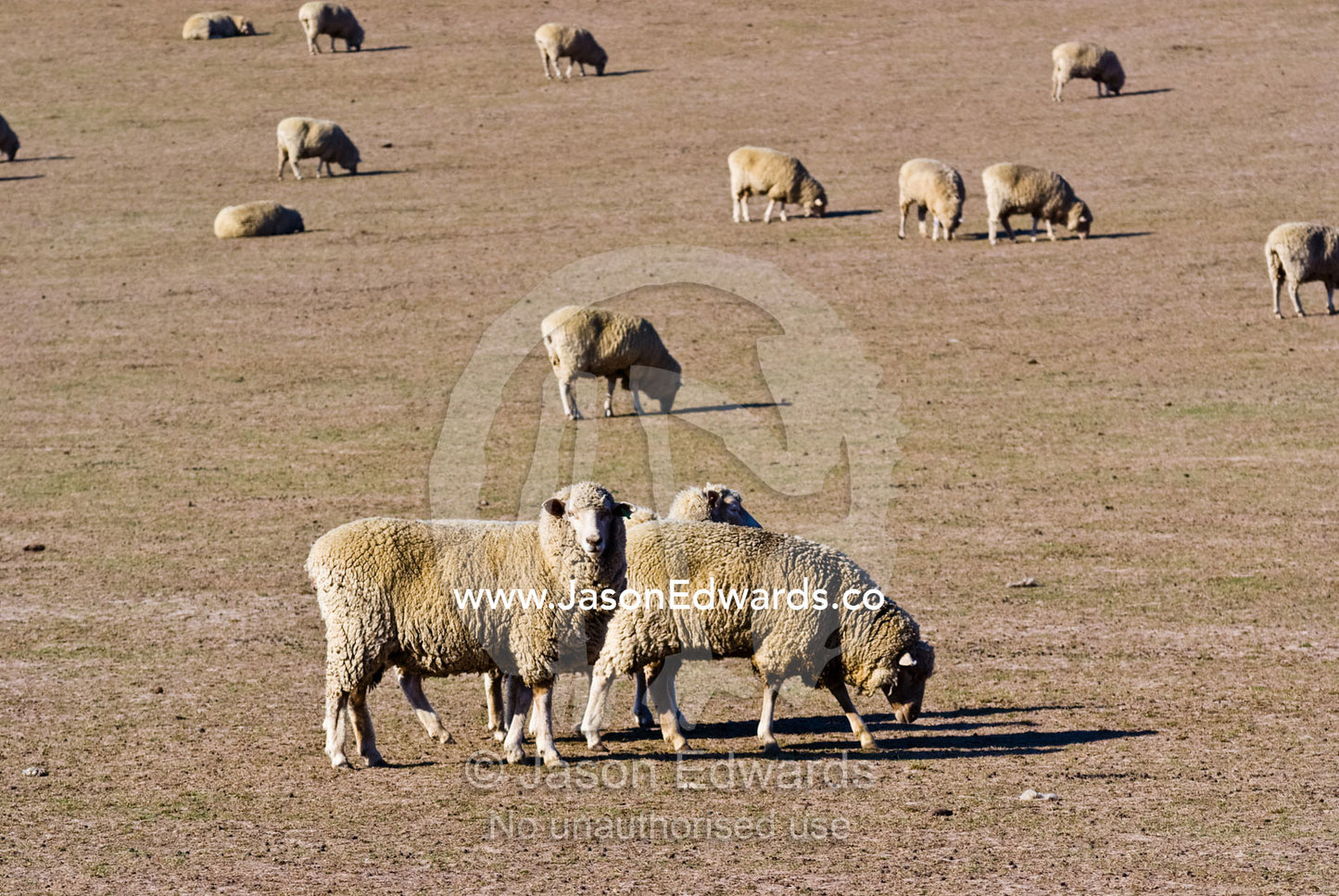 A large flock of sheep graze on dry grasses on a drought-stricken farm Coldstream, Yarra Valley, Victoria, Australia