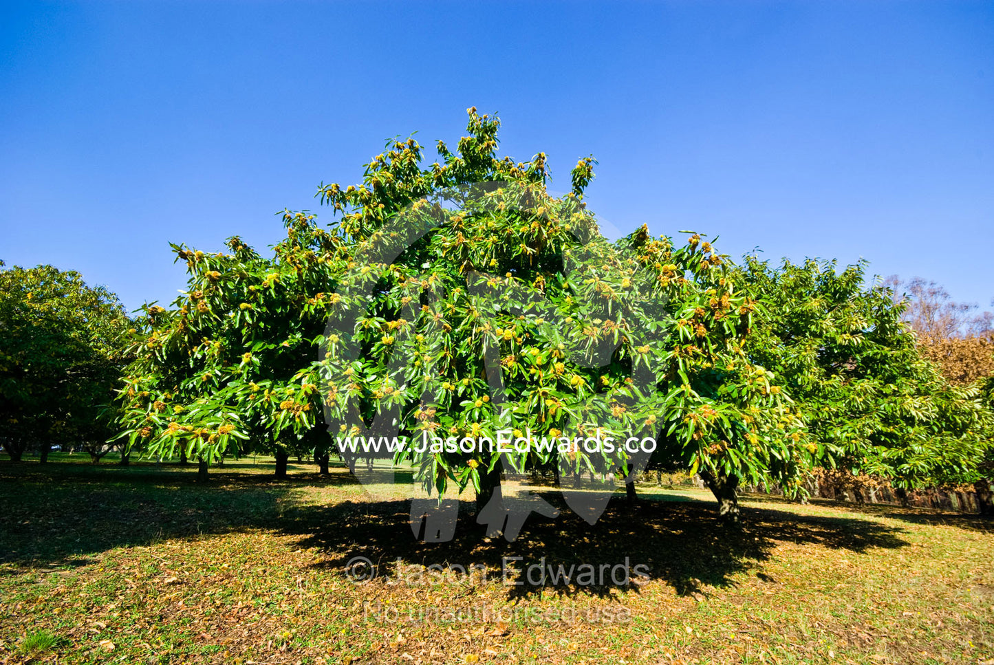 An orchard of ripe Chestnuts ready for harvest on a farm. Kinglake, Victoria, Australia