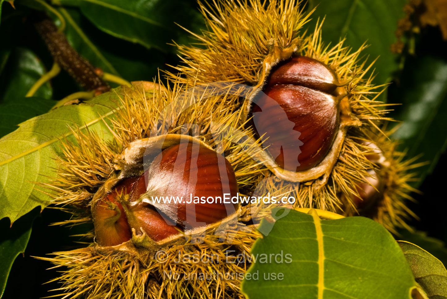 An orchard of ripe Chestnuts on a farm ready for harvest from the pod. Kinglake, Victoria, Australia