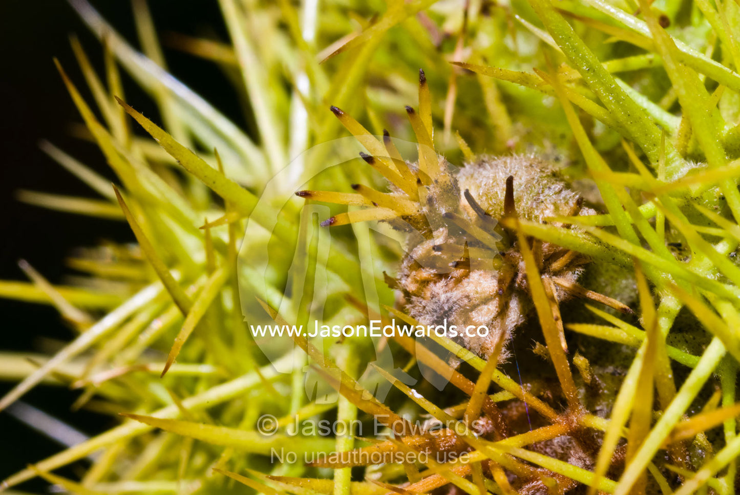Protective spines cover the pod of a chestnut to prevent herbivory. Kinglake, Victoria, Australia