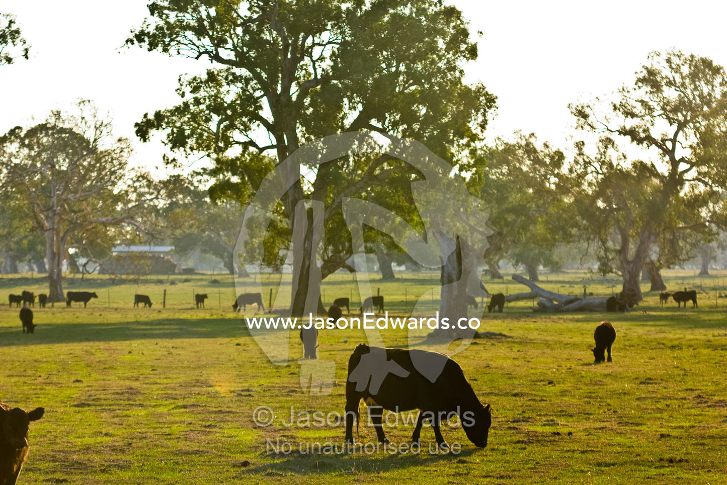 Cattle graze in a field on a small farm on the outskirts of a city. South Morang, Victoria, Australia
